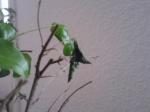 problèmes ou non? avec mon Ligustrum Feuilles-noir-molle-30d25bf