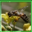 http://img69.xooimage.com/files/a/2/c/sonnpol-32102bf.jpg