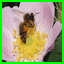 http://img69.xooimage.com/files/b/2/9/abeja-2b592de.gif