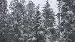 http://img69.xooimage.com/files/d/3/d/stock-footage-sno...c-canada-2e0a77b.jpg
